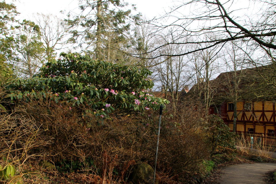 Рододендрон сычуаньский (лат. Rhododendron sutchuenense). Ботанический сад Орхус 25 марта 2023, Дания 