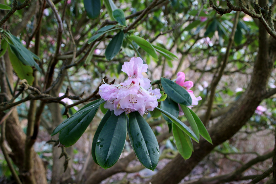 Рододендрон сычуаньский (лат. Rhododendron sutchuenense). Ботанический сад Орхус, Дания. 25 марта 2023 