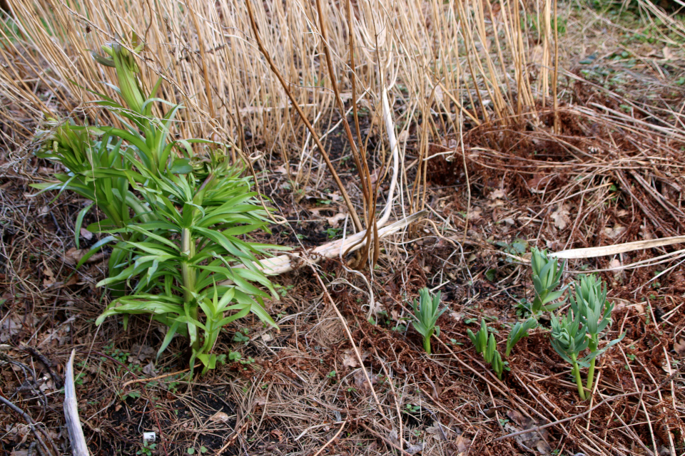 Рябчик (дат. Vibeæg, лат. Fritillaria imperialis). Ботанический сад Орхус 25 марта 2023, Дания 