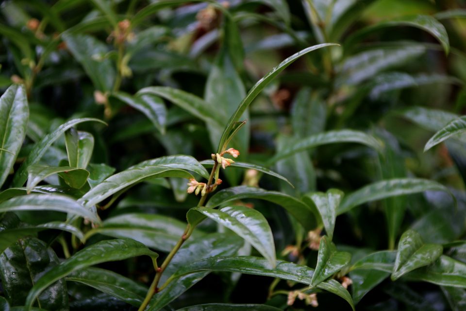 Цветы. Саркококка Гукера (лат. Sarcococca hookeriana). Ботанический сад Орхус 25 марта 2023, Дания 