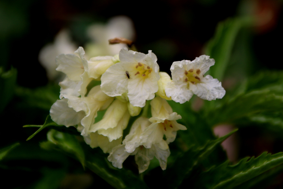 Сердечник девятилистный (лат. Cardamine enneaphyllos). Ботанический сад Орхус, Дания. 31 марта 2023 