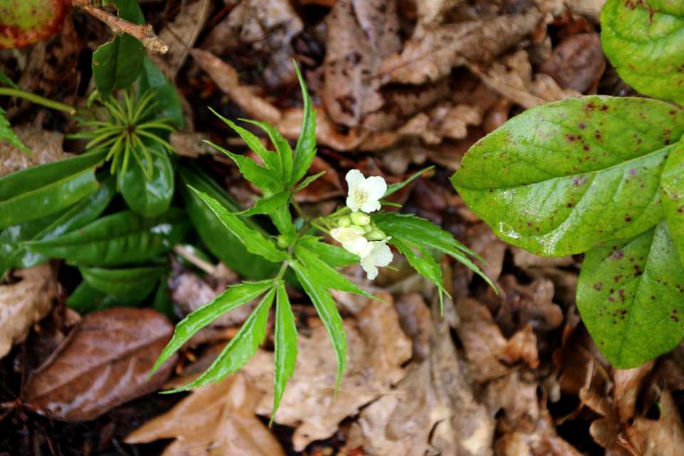 Сердечник девятилистный (лат. Cardamine enneaphyllos). Ботанический сад Орхус, Дания. 25 марта 2023 