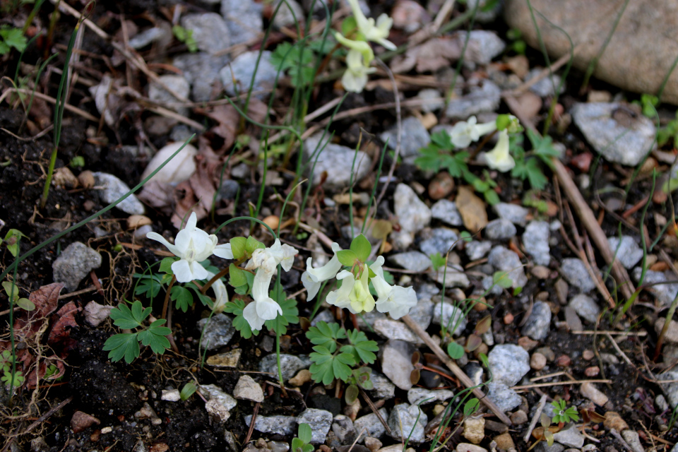 Хохлатка полая (дат. Hulrodet lærkespore, лат. Corydalis cava). Ботанический сад Орхус, Дания. 25 марта 2023 