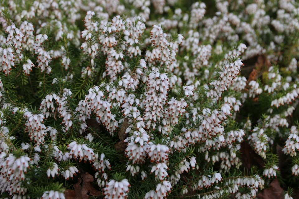 Эрика травянистая (дат. Forårslyng, лат. Erica carnea). Ботанический сад Орхус, Дания. 25 марта 2023 