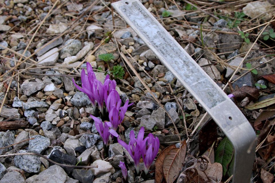 Безвременник (дат. høsttidløs, лат. Colchicum). Ботанический сад Орхус, Дания. 25 марта 2023 