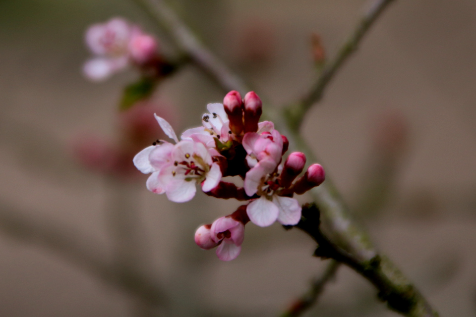 Микровишня или вишня мелкоплодная (лат. Microcerasus microcarpa var. diffusa). Ботанический сад Орхус, Дания. 31 марта 2023 