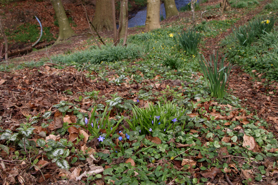 Пролеска (лат. Skilla, лат. Scilla), Нарцисс жёлтый (дат. Påskelilje, лат. Narcissus pseudonarcissus), Подснежник белоснежный (дат. Vintergæk, лат. Galanthus Nivalis). Конгео (Kongeå, Foldingbro), Дания. 8 апр. 2023 