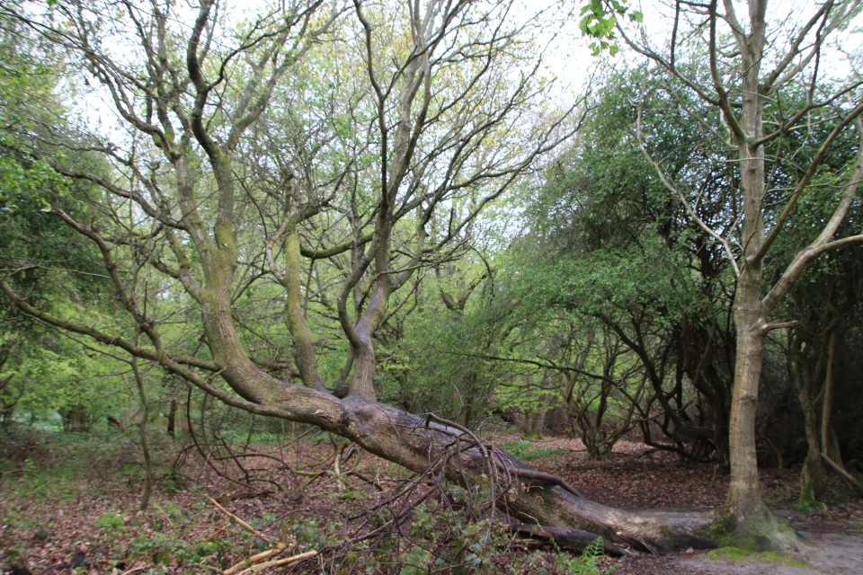 Клён остролистный (дат. Spidsløn, лат. Acer platanoides). Трельде-Нэс, Фредерисия, Дания. 6 мая 2023 