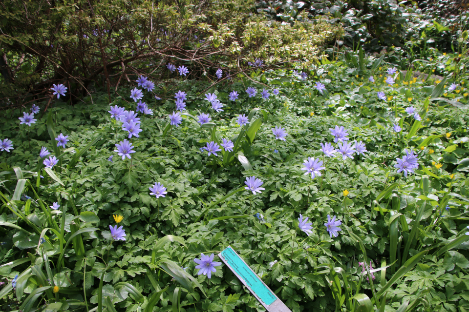 Ветреница апеннинская (дат. Appeniner Anemone, лат. Anemone apennina), Ботанический сад Орхус 30 апреля 2023, Дания 