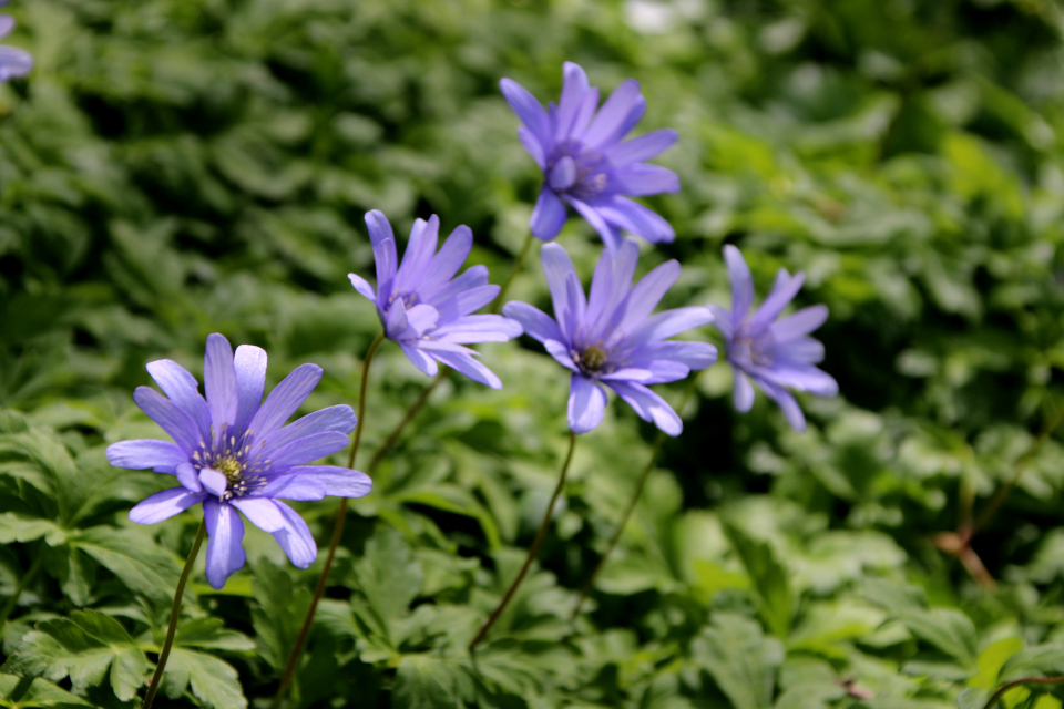 Ветреница апеннинская (дат. Appeniner Anemone, лат. Anemone apennina), Ботанический сад Орхус 30 апреля 2023, Дания