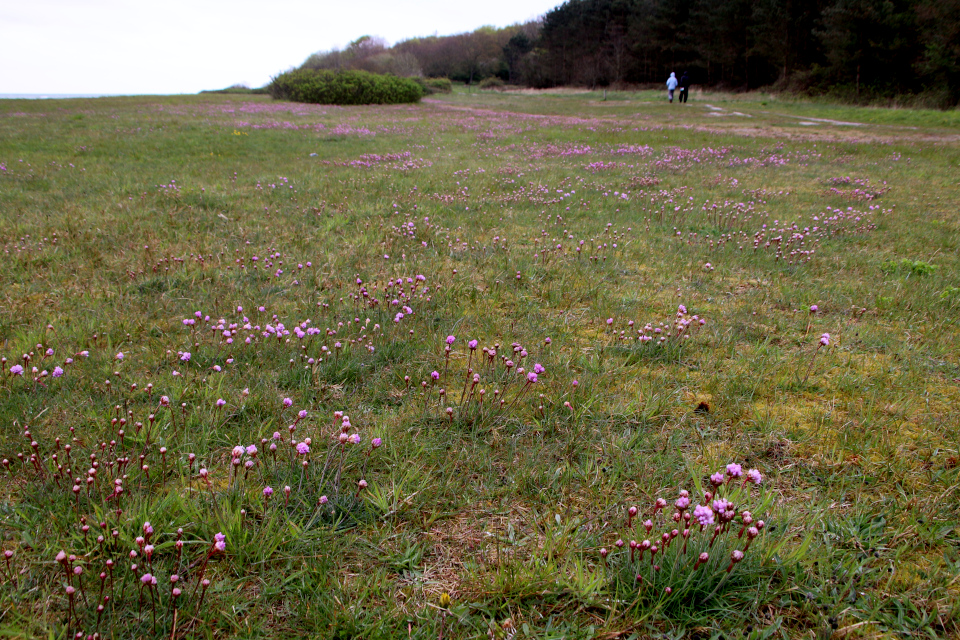 Армерия приморская (дат. Engelskgræs, лат. Armeria maritima). Мыс Трельде-Нэс, Фредерисия, Дания. 6 мая 2023 