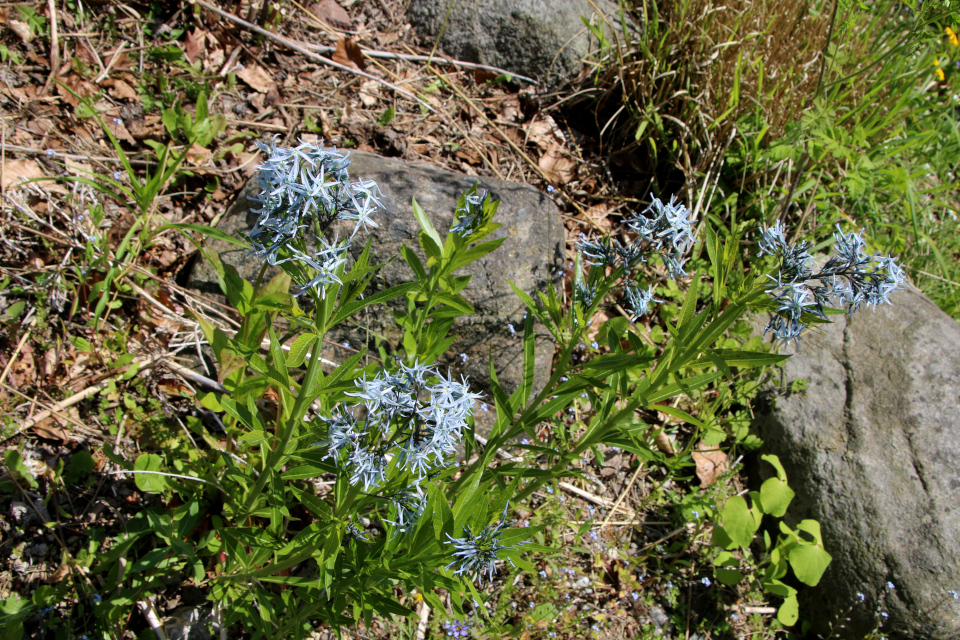 Aмсония табернемонтана (дат. Blåstjerne, лат. Amsonia tabernaemontana salicifolia), Ботанический сад Орхус 28 мая 2023, Дания 