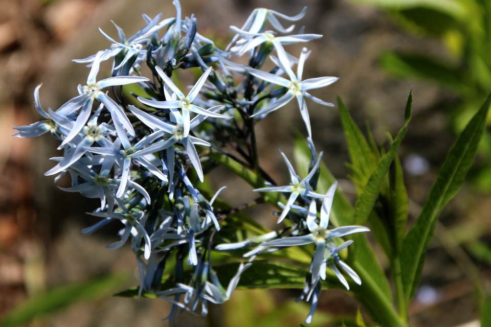 Aмсония табернемонтана (дат. Blåstjerne, лат. Amsonia tabernaemontana salicifolia), Ботанический сад Орхус 28 мая 2023, Дания 