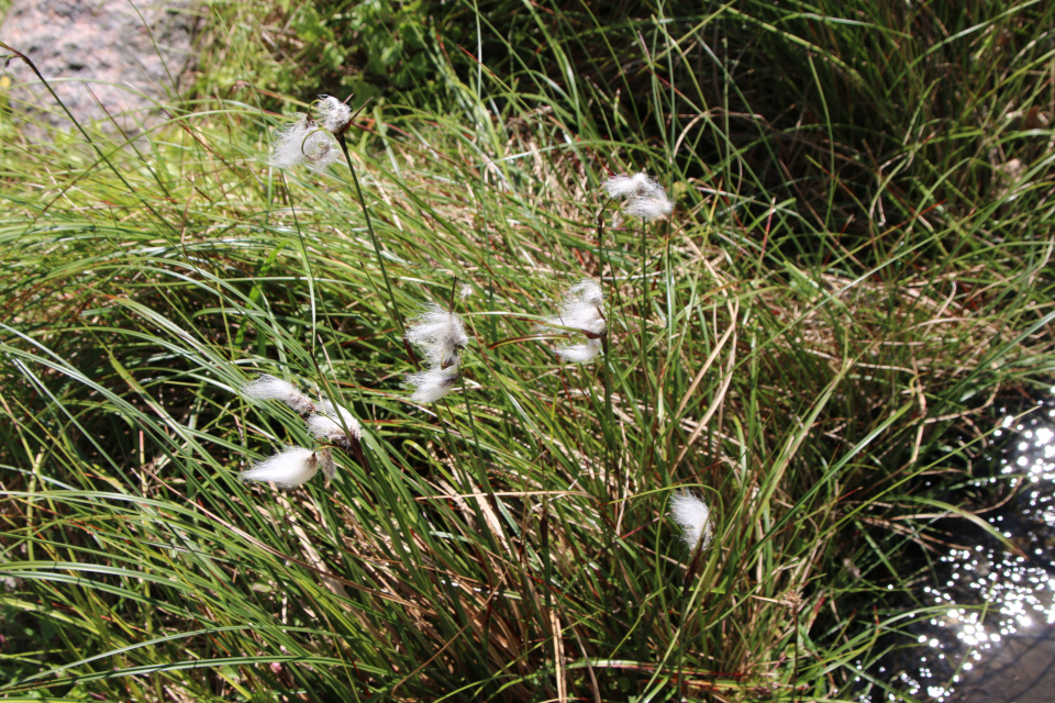 Пушица широколистная (дат. Bredbladet kæruld, лат. Eriophorum latifolium). Ботанический сад Орхус 28 мая 2023, Дания 