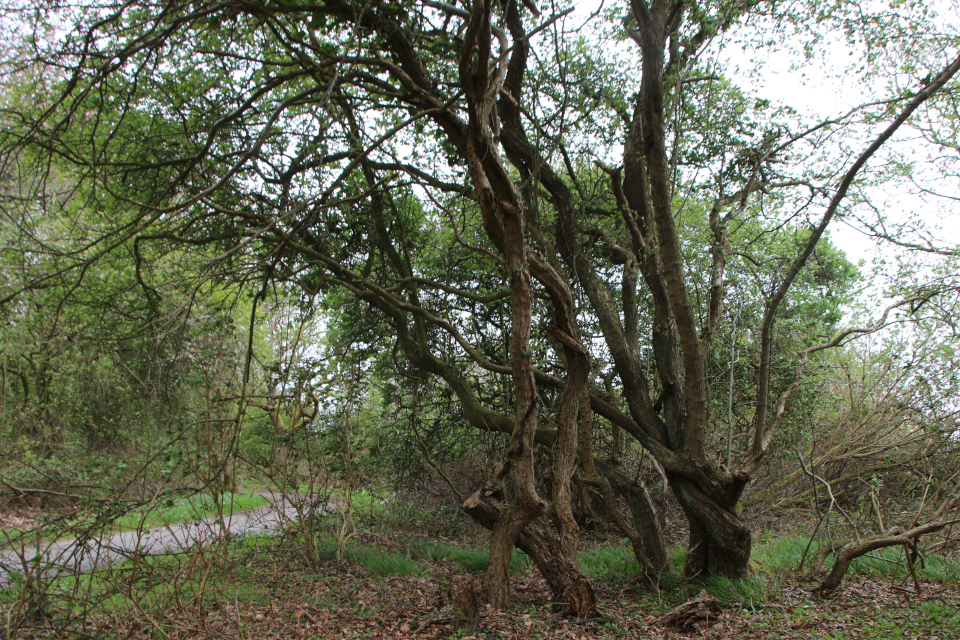 Боярышник однопестичный (дат. Engriflet hvidtjørn, лат. Crataegus monogyna). Лес троллей Трельде-Нэс, Фредерисия, Дания. 6 мая 2023 