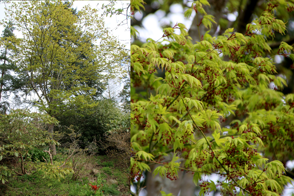 Клён японский (дат. Fuldmåneløn / Japansk Løn, лат. Acer japonicum). Ботанический сад Орхус, Дания. 30 апреля 2023 