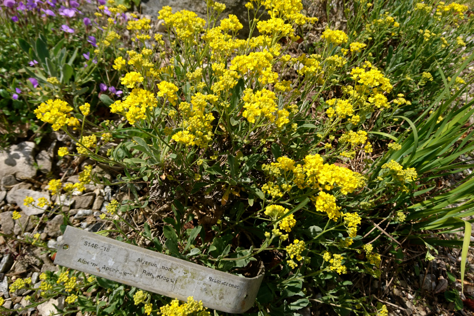 Бурачок горный (дат. Guldslør, лат. Alyssum montanum). Ботанический сад Орхус, Дания. 30 апреля 2023 