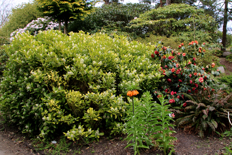 Скиммия (дат. Vinterbær, лат. Skimmia), Камелия японская (дат. Japanese Camellia, лат. Camellia japonica 'Leonard Messel'), Ботанический сад Орхус 30 апреля 2023, Дания 