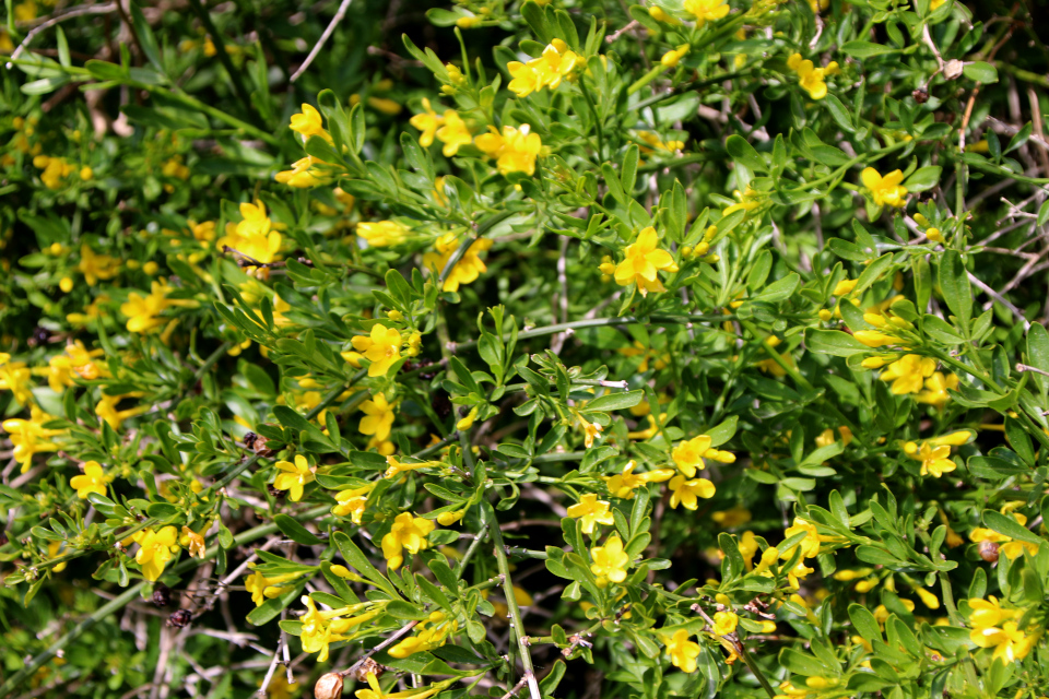 Жасмин кустарниковый (лат. Jasminum fruticans). Ботанический сад Орхус 28 мая 2023, Дания 