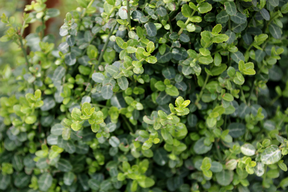 Бересклет Форчуна Минимус (дат. Krybende benved, лат. Euonymus fortunei Minimus). Ботанический сад Орхус, Дания. 30 апреля 2023 