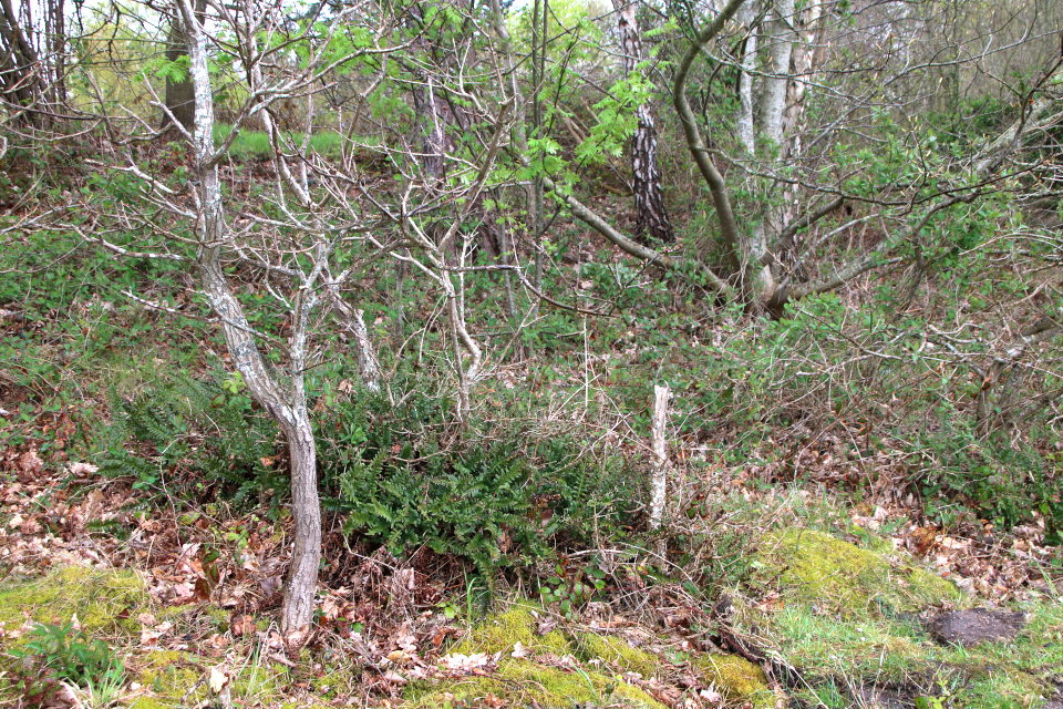 Многоножка обыкновенная (дат. Almindelig engelsød, лат. Polypodium vulgare). Мыс Трельде-Нэс, Фредерисия, Дания. 6 мая 2023 