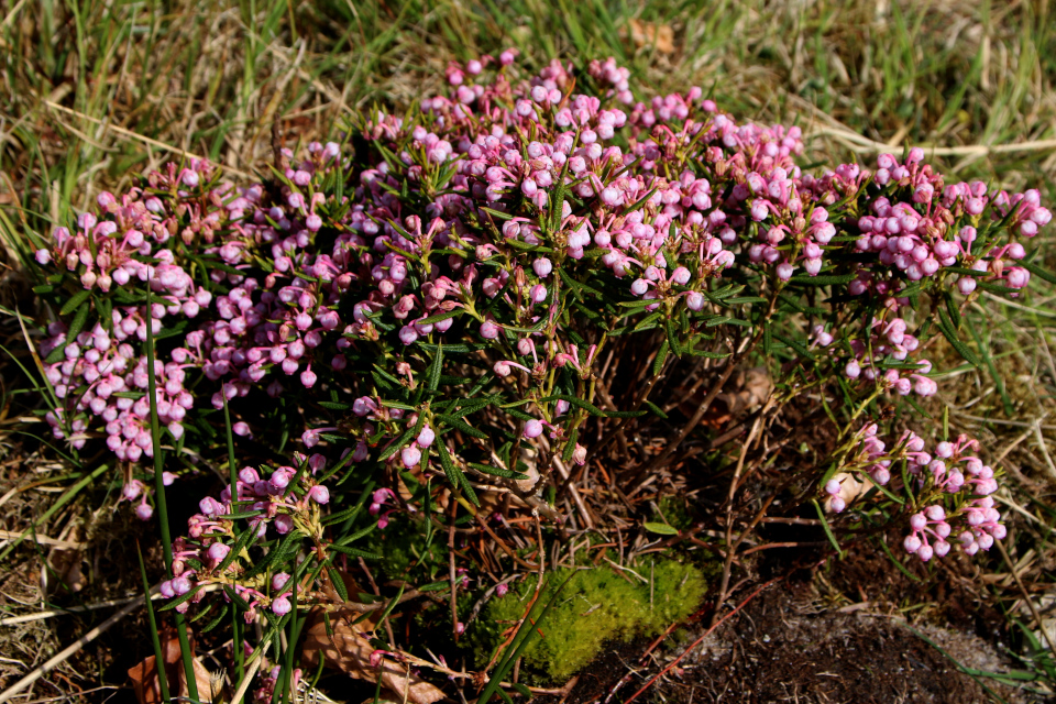 Подбел многлистный (дат. Rosmarinlyng, лат. Andromeda polifolia). Ботанический сад Орхус, Дания. 30 апреля 2023