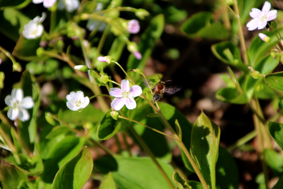 Клейтония сибирская (дат. Sibirisk Vinterportulak, лат. Claytonia sibirica). Ботанический сад Орхус 12 мая 2023, Дания 