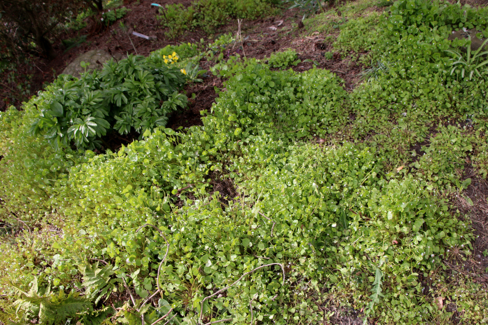 Клайтония пронзённолистная (дат. Spiselig Vinterportulak, лат. Claytonia perfoliata). Ботанический сад Орхус, Дания. 30 апреля 2023