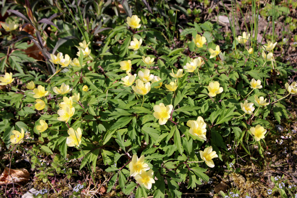 Ветреница Серно-желтая (дат. Svovlgul Anemone, лат. Anemone nemorosa x ranunculoides). Ботанический сад Орхус, Дания. 30 апреля 2023 