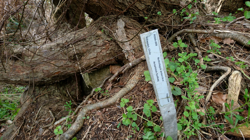 Нотофагус антарктический (дат. Sydbøg Antarktisk, лат. Nothofagus antarctica), Ботанический сад Орхус, 30 апр 2023, Дания