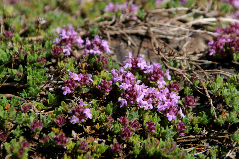 Тимьян аттический (лат. Thymus atticus). Ботанический сад г. Орхус, Дания. 28 мая 2023 