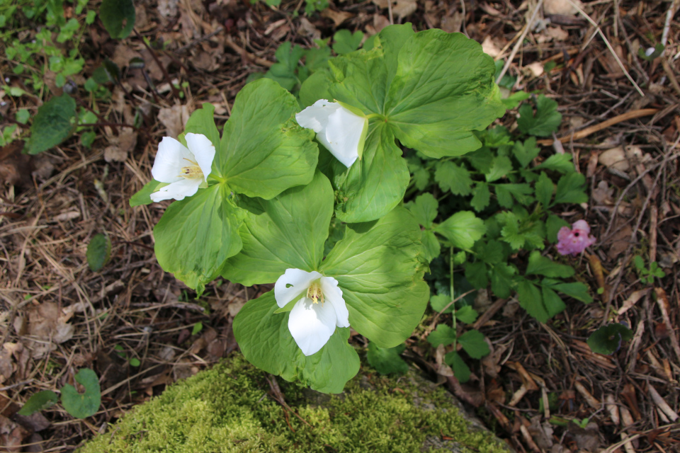 Триллиум крупноцветковый (лат. Trillium grandiflorum). Ботанический сад Орхус, Дания. 30 апреля 2023