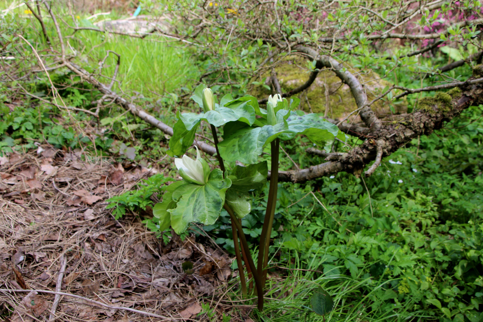 Триллиум гигантский (лат. Trillium chloropetalum), Ботанический сад Орхус 30 апреля 2023, Дания 