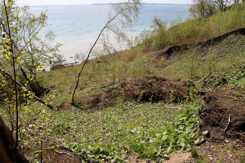 Мать-и-мачеха (дат. Følfod, лат. Tussilago farfara). Трельде-Нэс (Trelde Næs), Фредерисия, Дания. 7 мая 2023 