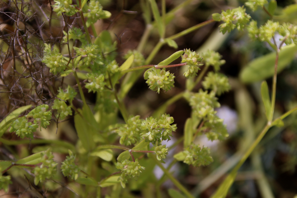 Валерианелла колосковая (дат. Tandfri vårsalat / Feldsalat, лат. Valerianella locusta). Ботанический сад Орхус 28 мая 2023, Дания 