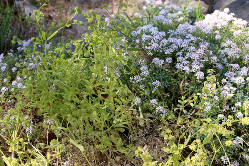 Валерианелла колосковая (дат. Tandfri vårsalat / Feldsalat, лат. Valerianella locusta). Ботанический сад Орхус 28 мая 2023, Дания 