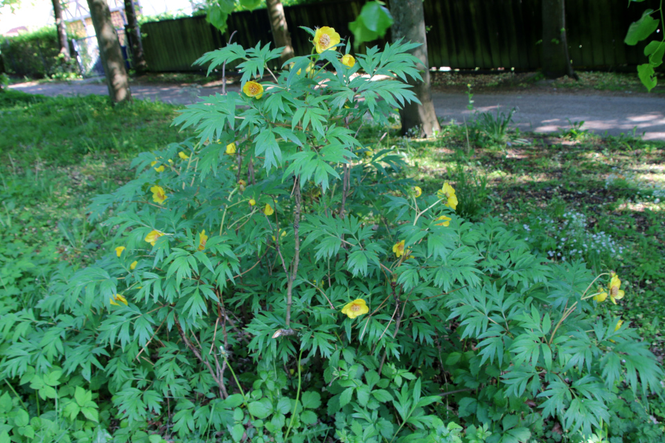 Пион Делавея (дат. Yunnan-Træpæon, лат. Paeonia delavayi). Ботанический сад, г. Орхус, Дания. 28 мая 2023