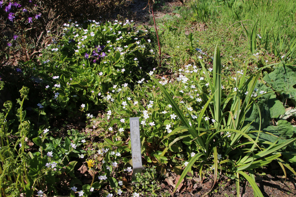 Клейтония сибирская (дат. Sibirisk Vinterportulak, лат. Claytonia sibirica). Ботанический сад Орхус 12 мая 2023, Дания 