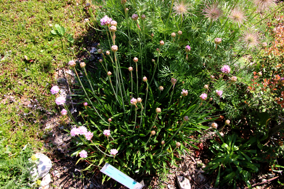 Армерия румелика (лат. Armeria rumelica Boiss.). Ботанический сад Орхус 28 мая 2023, Дания 