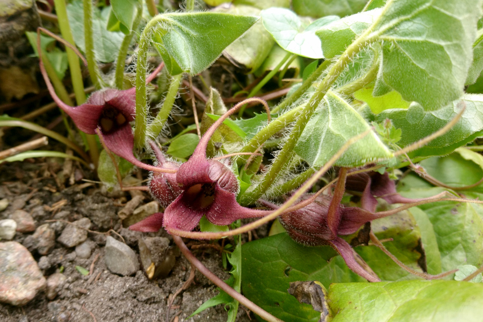  Копытень хвостатый (дат. Hasselurt, лат. Asarum caudatum), Ботанический сад Орхус 30 апреля 2023, Дания