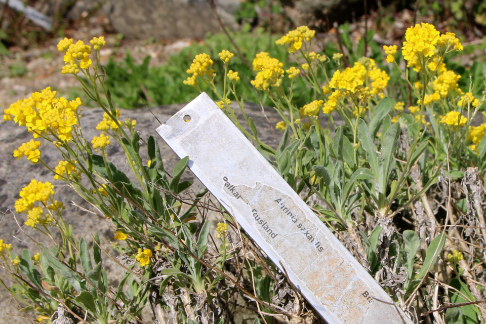 Алиссум скальный (дат. Alpe-guldslør, лат. Aurinia saxatilis). Ботанический сад Орхус, Дания. 30 апреля 2023 