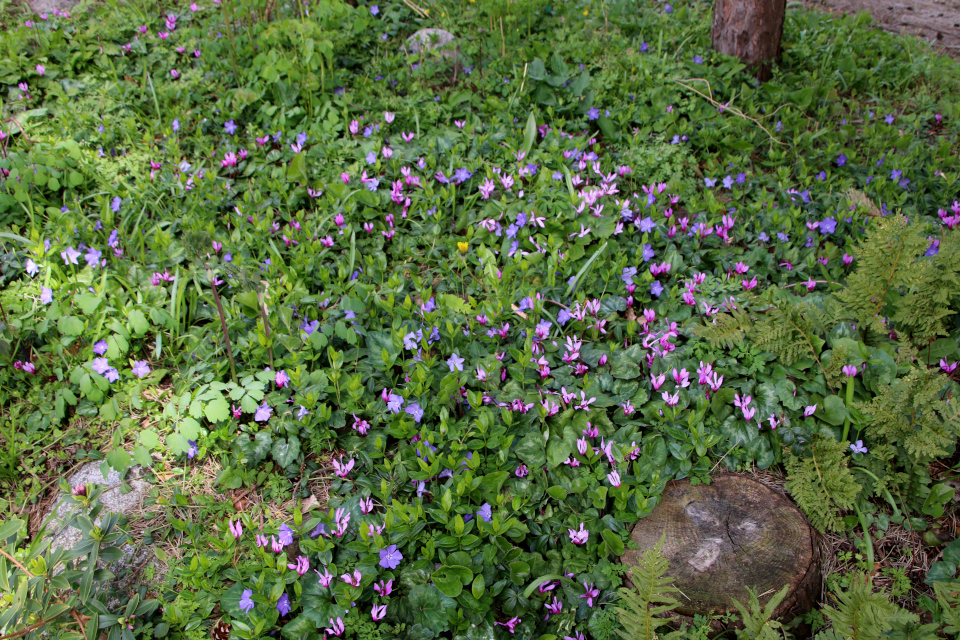 Цикламен выемчатый (лат. Cyclamen repandum, Барвинок малый (дат. Liden singrøn, лат. Vinca minor), Ботанический сад Орхус 30 апреля 2023, Дания