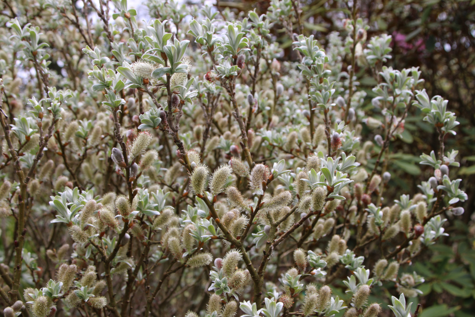 Ива швейцарская (дат. Dværgpil, лат. Salix helvetica). Ботанический сад Орхус, Дания. 30 апреля 2023 