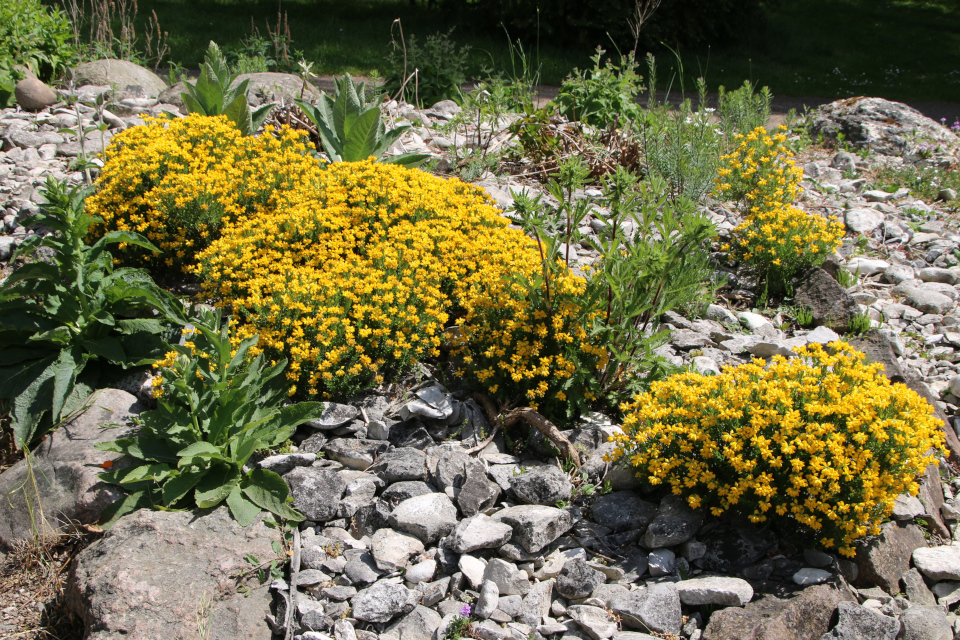 Дрок испанский (дат. Spansk visse, лат. Genista hispanica). Ботанический сад г. Орхус, Дания. 28 мая 2023 