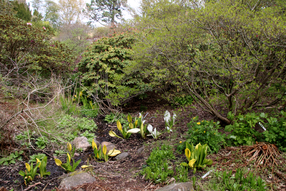  Лизихитон американский (дат. gul kæmpekalla. лат. Lysichiton americanus), лизихитон камчатский (дат. hvid kæmpekalla, лат. Lysichiton camtschatcensis). Ботанический сад Орхус, Дания. 30 апреля 2023