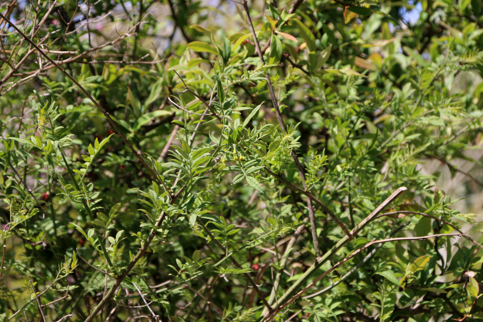 Желтый жасмин (лат. Jasminum humile). Ботанический сад, г. Орхус, Дания. 28 мая 2023 