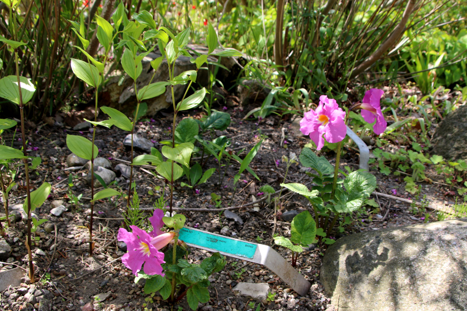 Инкарвиллея Майра (дат. Havegloxinia, лат. incarvillea mairei). Ботанический сад Орхус 28 мая 2023, Дания 