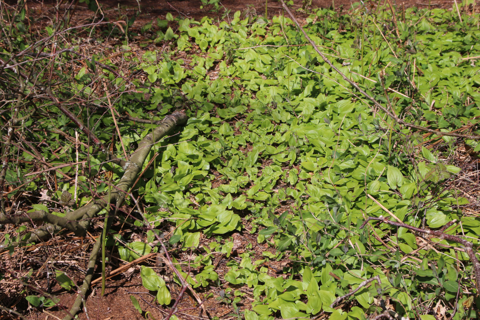 Майник двулистный (дат. Majblomst, лат. Maianthemum bifolium). Трельде-Нэс (Trelde Næs), Фредерисия, Дания. 7 мая 2023 