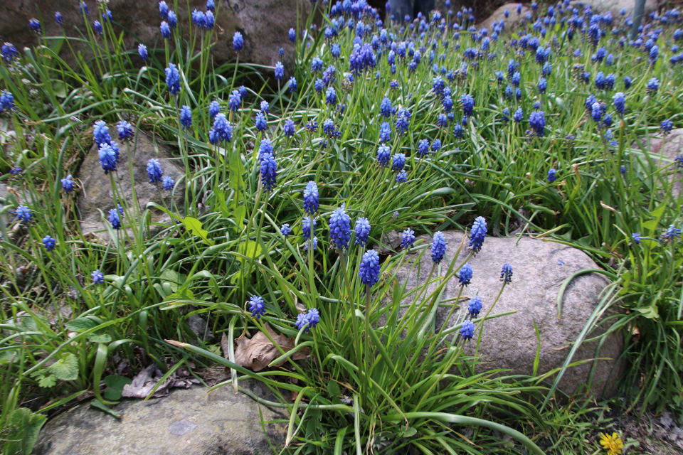 Мускари гроздевидный (дат. Almindelig perlehyacint, лат. Muscari botryoides). Ботанический сад Орхус, Дания. 30 апреля 2023