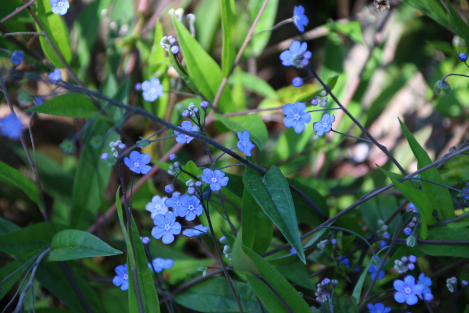 Пупочник блестящий (дат. Kærminde, лат. Omphalodes nitida). Ботанический сад Орхус 28 мая 2023, Дания 